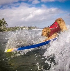 Surfdog Turbo Lavaliere